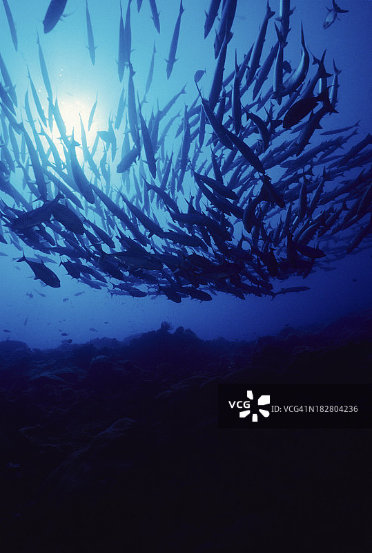 卡达游行图片素材