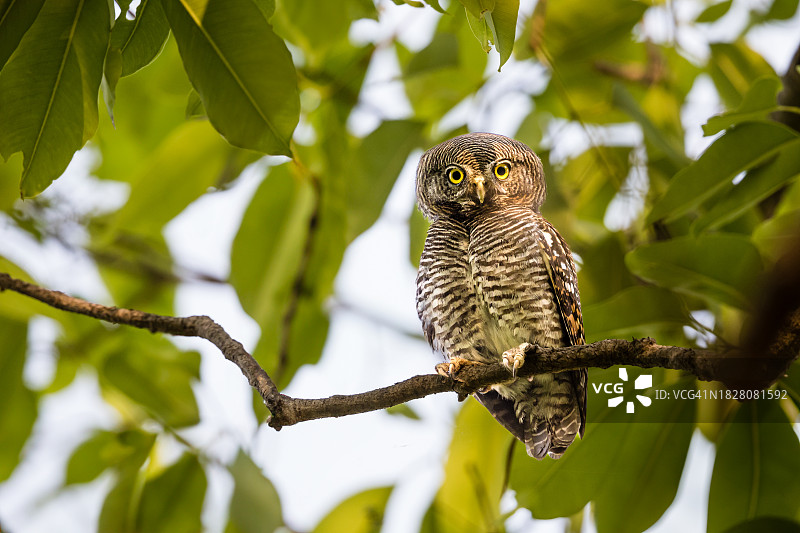 坎哈国家公园的丛林鸺鹠图片素材