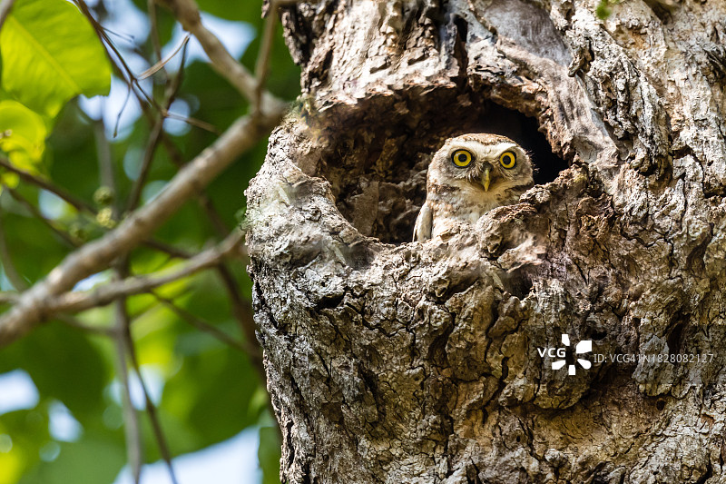 坎哈国家公园的小 spotted 鸱图片素材