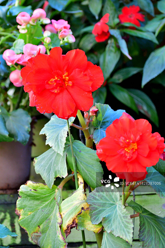 球根海棠：理想的吊篮开花植物图片素材