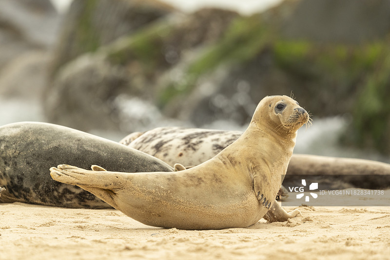 海滩上的小灰海豹图片素材