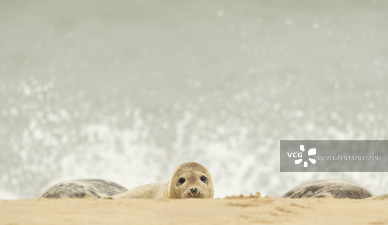 海滩上的小灰海豹图片素材