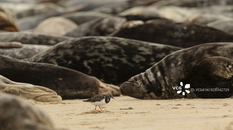 灰海豹中的翻石鹬图片素材