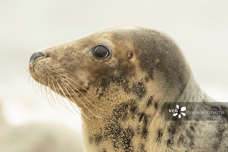 在海滩上休息的灰海豹图片素材