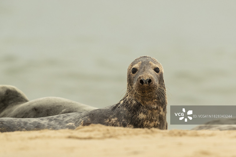 沙滩上的灰色海豹图片素材