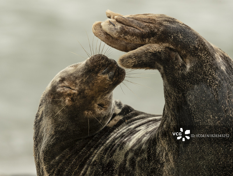 伸展身体的灰海豹图片素材