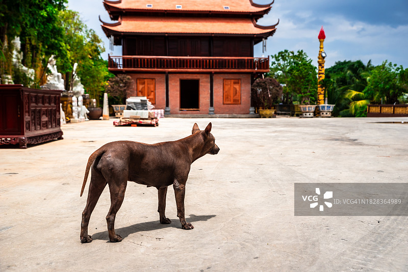越南美奈修道院里的流浪狗图片素材