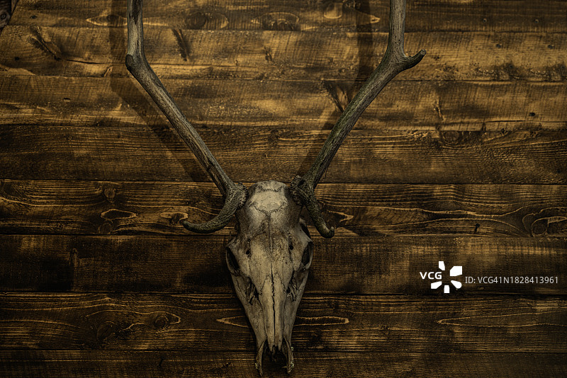 墙上的鹿角图片素材