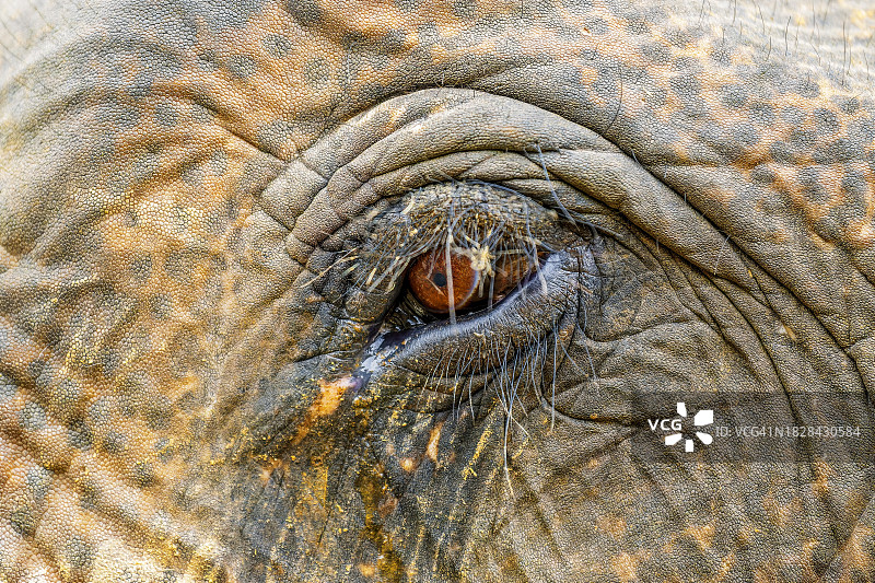 泰国清迈省的大象图片素材