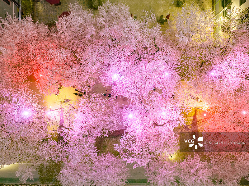 夜晚的鹊川亭樱花路鸟瞰图图片素材