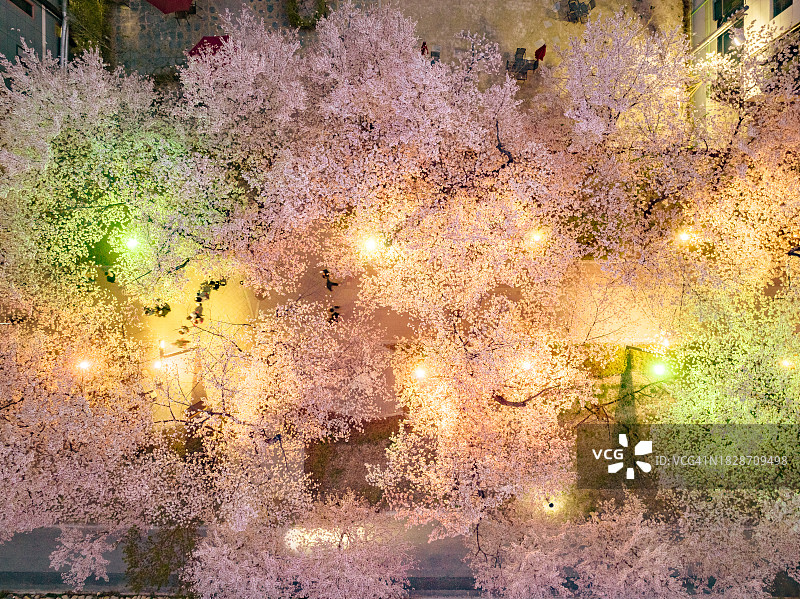 夜晚的鹊川亭樱花路鸟瞰图图片素材