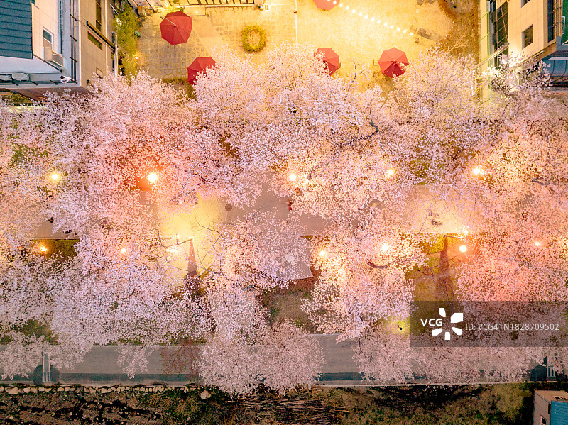 夜晚的鹊川亭樱花路鸟瞰图图片素材