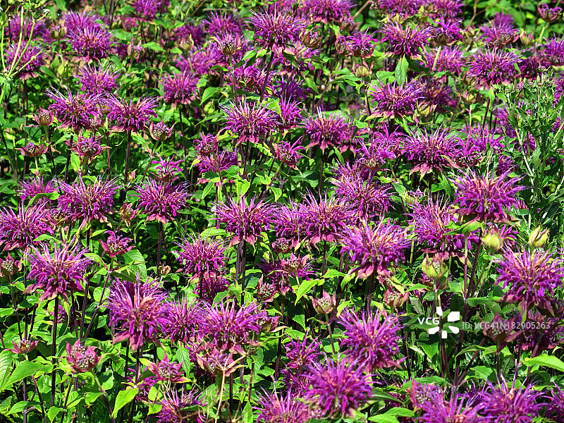 杂交蜂香薄荷图片素材