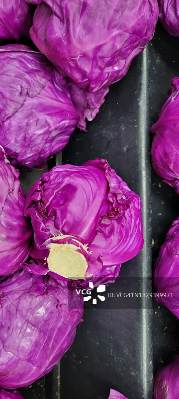 紫色卷心菜图片素材