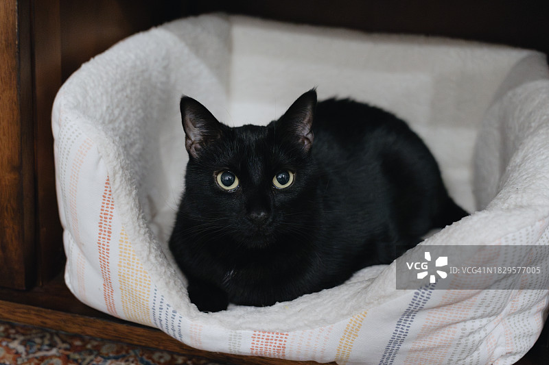 黑猫在宠物床上放松图片素材