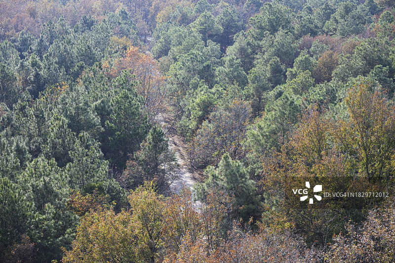 冬季森林，松树依然翠绿图片素材