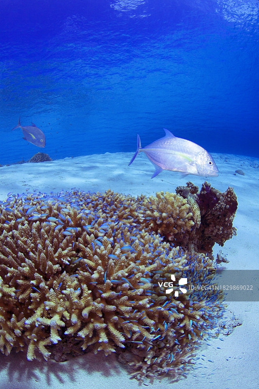 蓝鳍鰺捕食蓝绿雀鲷图片素材
