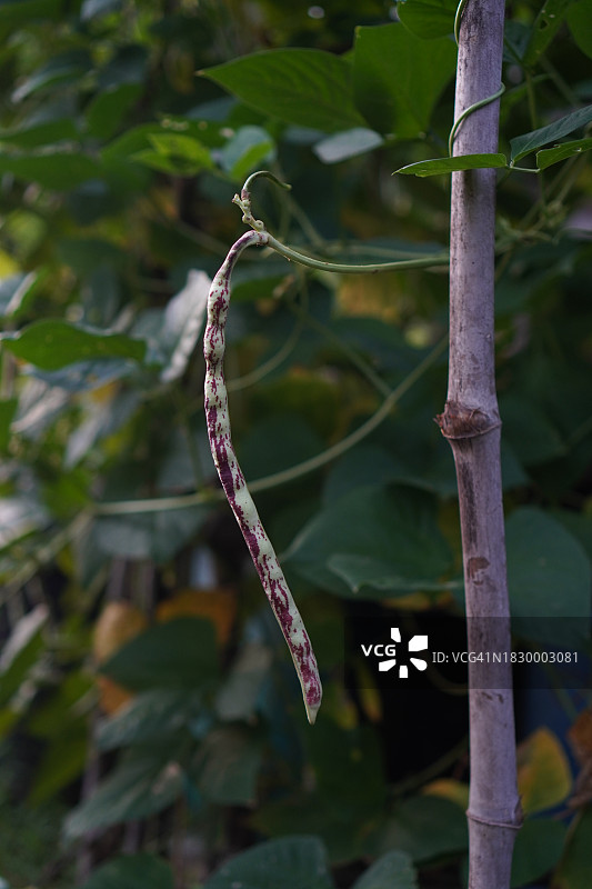 花园里的条纹长豆图片素材