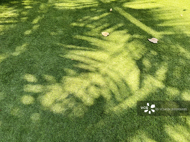 阳光照射在绿叶草地上图片素材