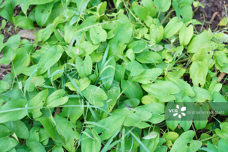 红薯树图片素材