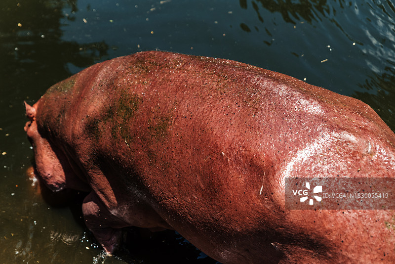 泰国清迈湖中的河马图片素材