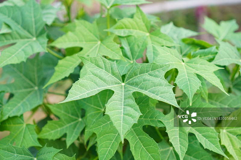 奇亚菜：绿叶蔬菜图片素材