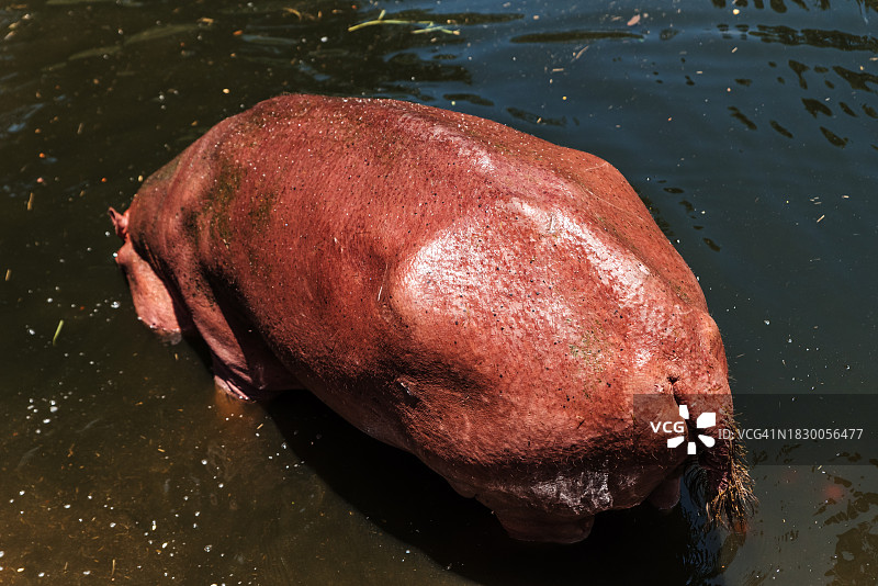 泰国清迈湖中的河马图片素材