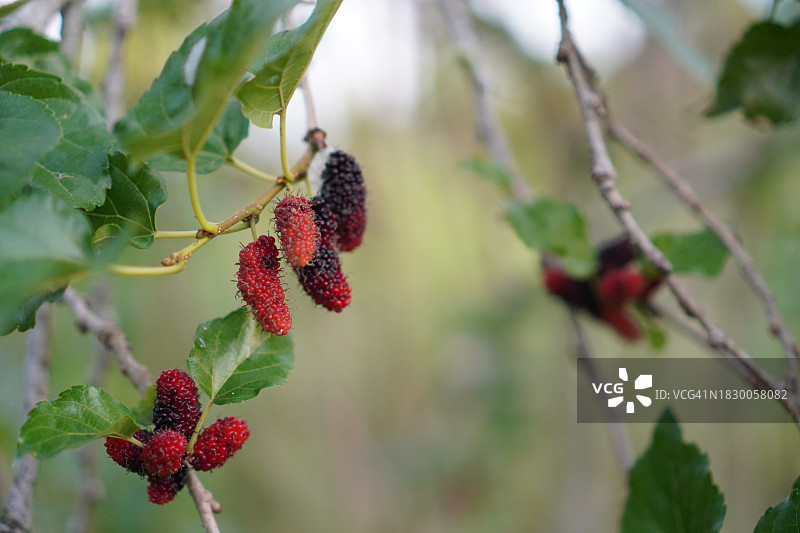 在模糊的自然背景下，花园里树上盛开的桑葚图片素材