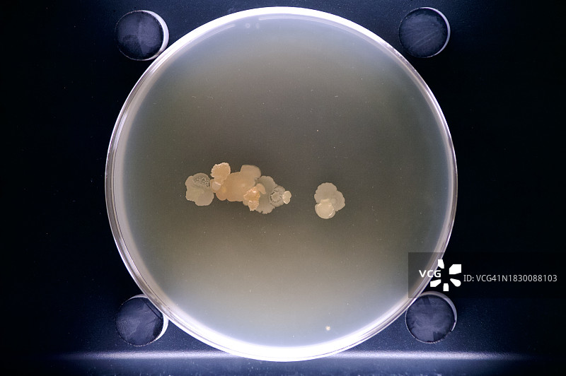 体外细菌培养图片素材