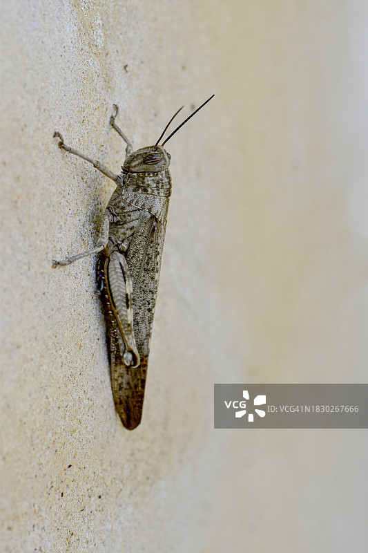 石墙上的蚱蜢图片素材