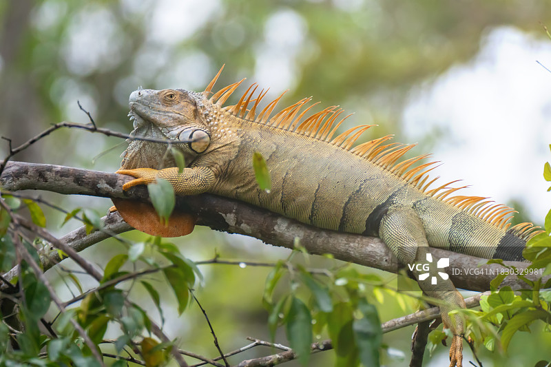 在树枝上摆姿势的棘尾鬣蜥图片素材