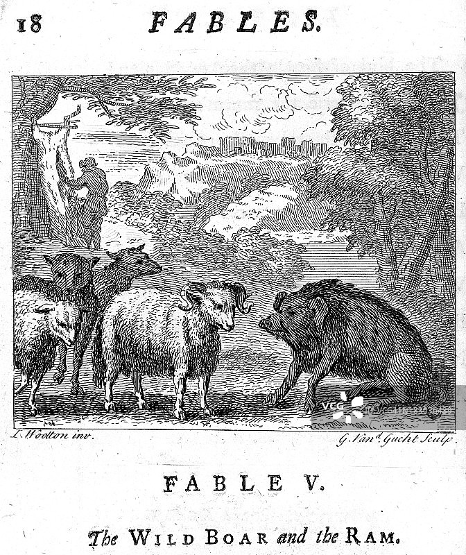 野猪与公羊图片素材