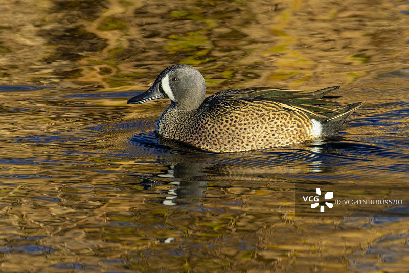 蓝翅小鸭图片素材