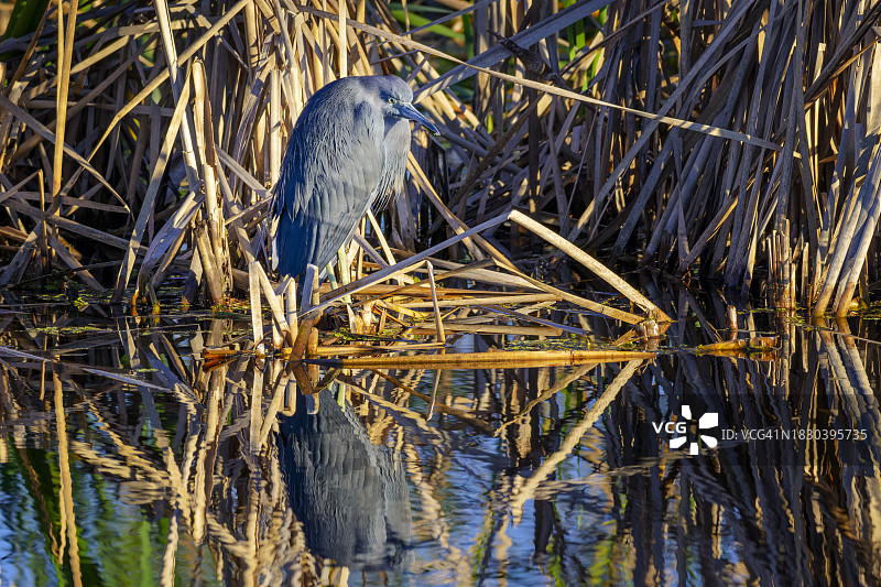 蓝鹭（Egretta caerulea）图片素材