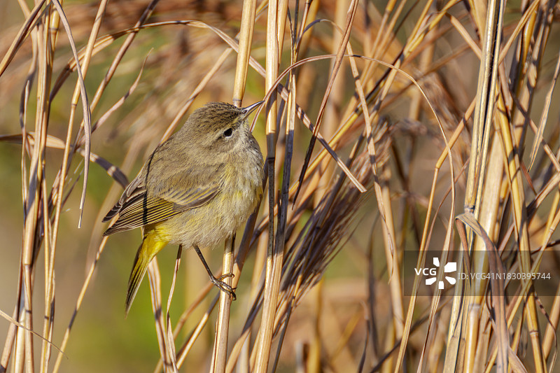 棕榈莺图片素材