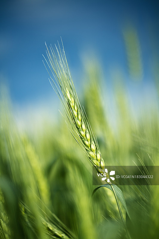 绿色麦穗图片素材