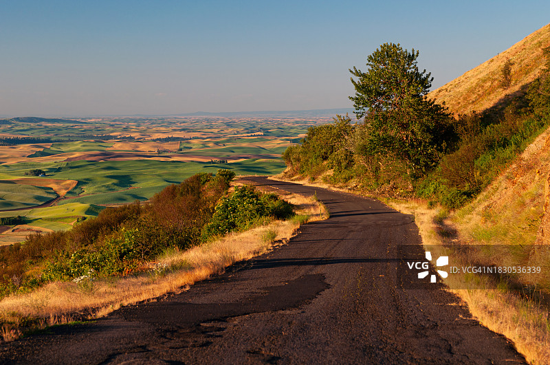 美国华盛顿州斯蒂普托山丘公园的麦田风光图片素材