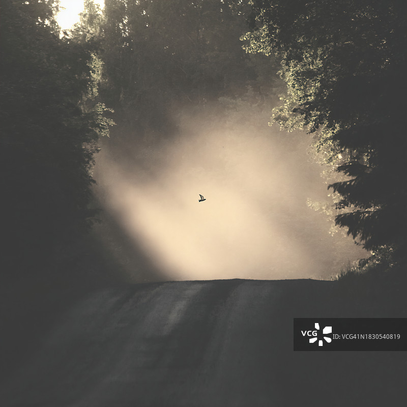 雾中飞鸟，朝着光亮飞去图片素材