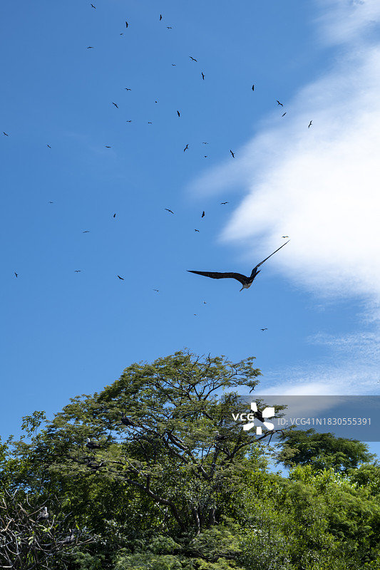 军舰鸟飞过树木和海洋图片素材