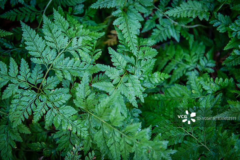 鳞毛蕨图片素材