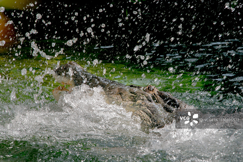 咸水鳄鱼的搅动图片素材