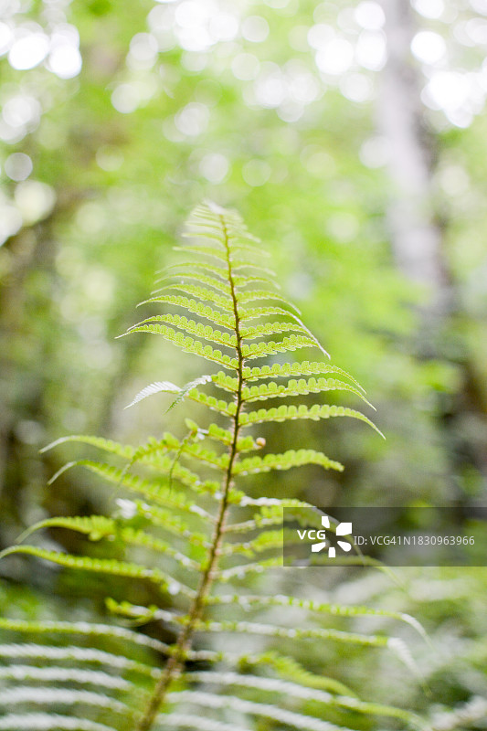 森林阳光下蕨类植物特写图片素材