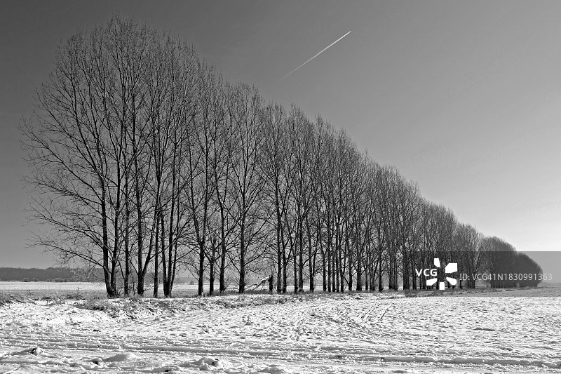 白雪皑皑的冬季景观中排列的树木图片素材