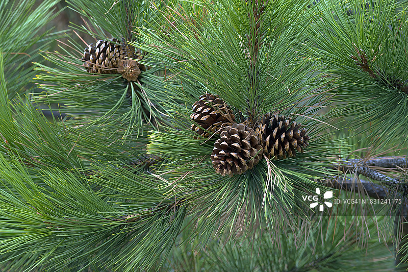 黄松树枝与球果和针叶图片素材