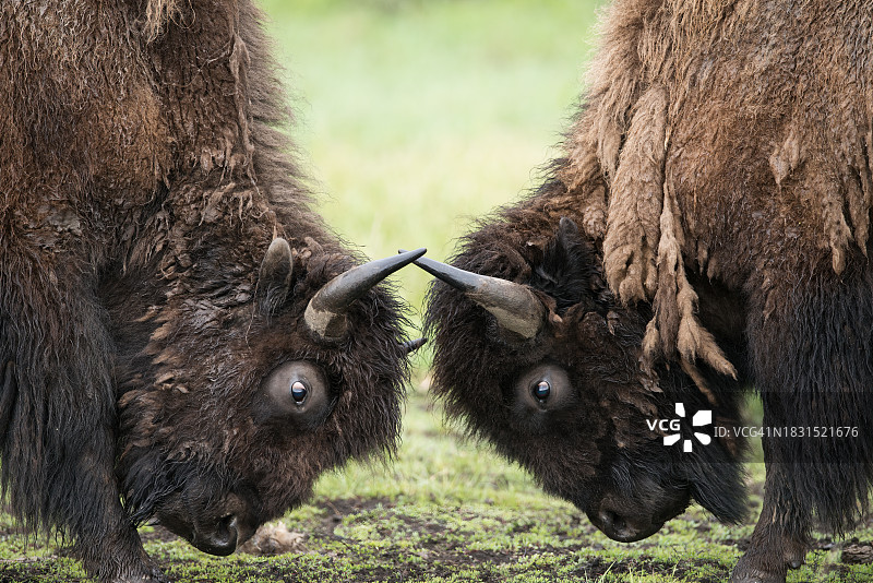 面对面的美洲野牛图片素材