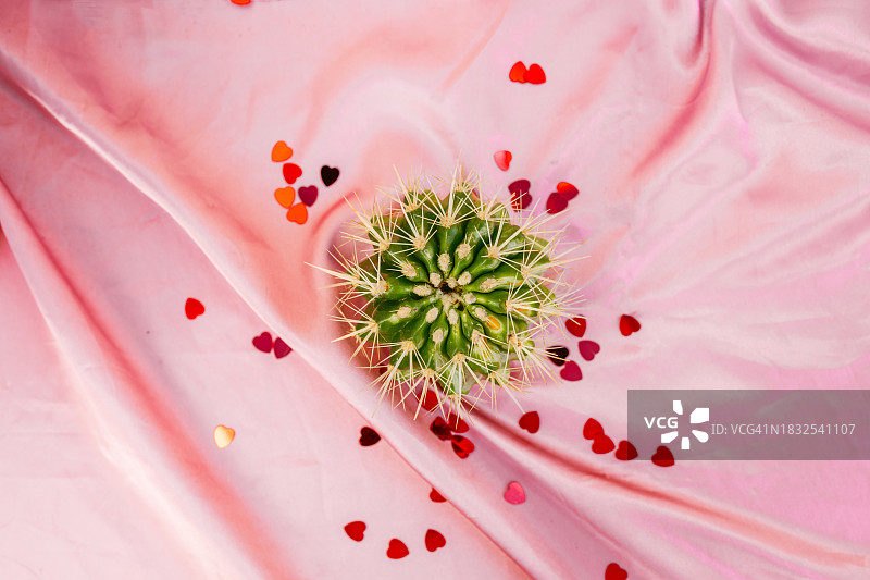 粉色背景上的心形仙人掌顶视图图片素材