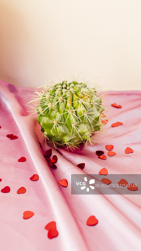 心形彩纸下的仙人掌图片素材