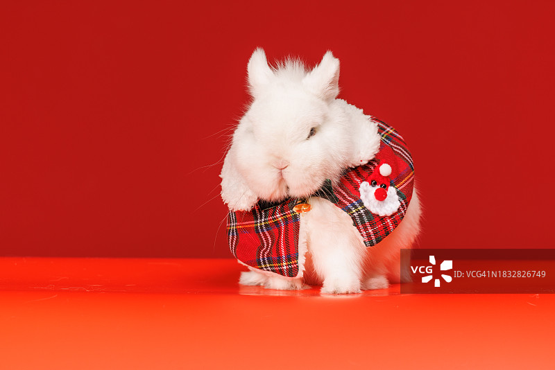 戴红色圣诞老人帽的兔子，坐在干净的粉红色背景上，有文字复制空间图片素材