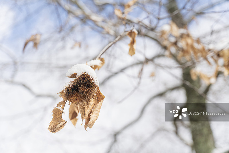 覆盖着雪的栗子细节图片素材