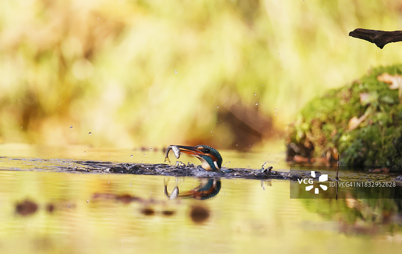 普通翠鸟（雌性）图片素材